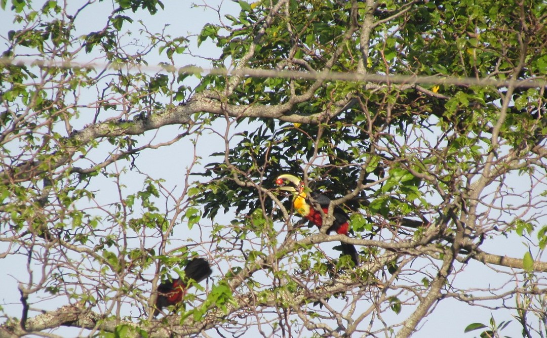 アオハシヒムネオオハシ - ML647458170