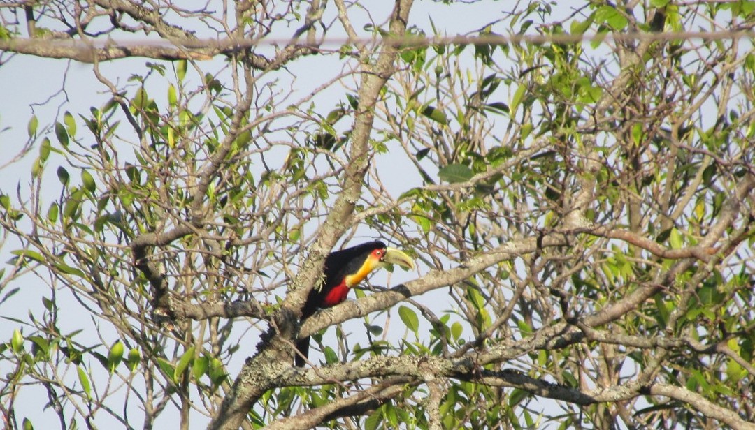 アオハシヒムネオオハシ - ML647458171