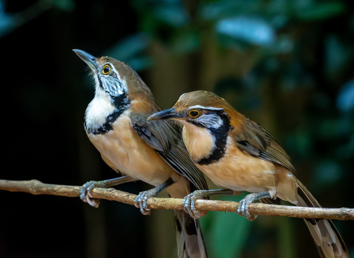 クビワガビチョウ - ML647458172