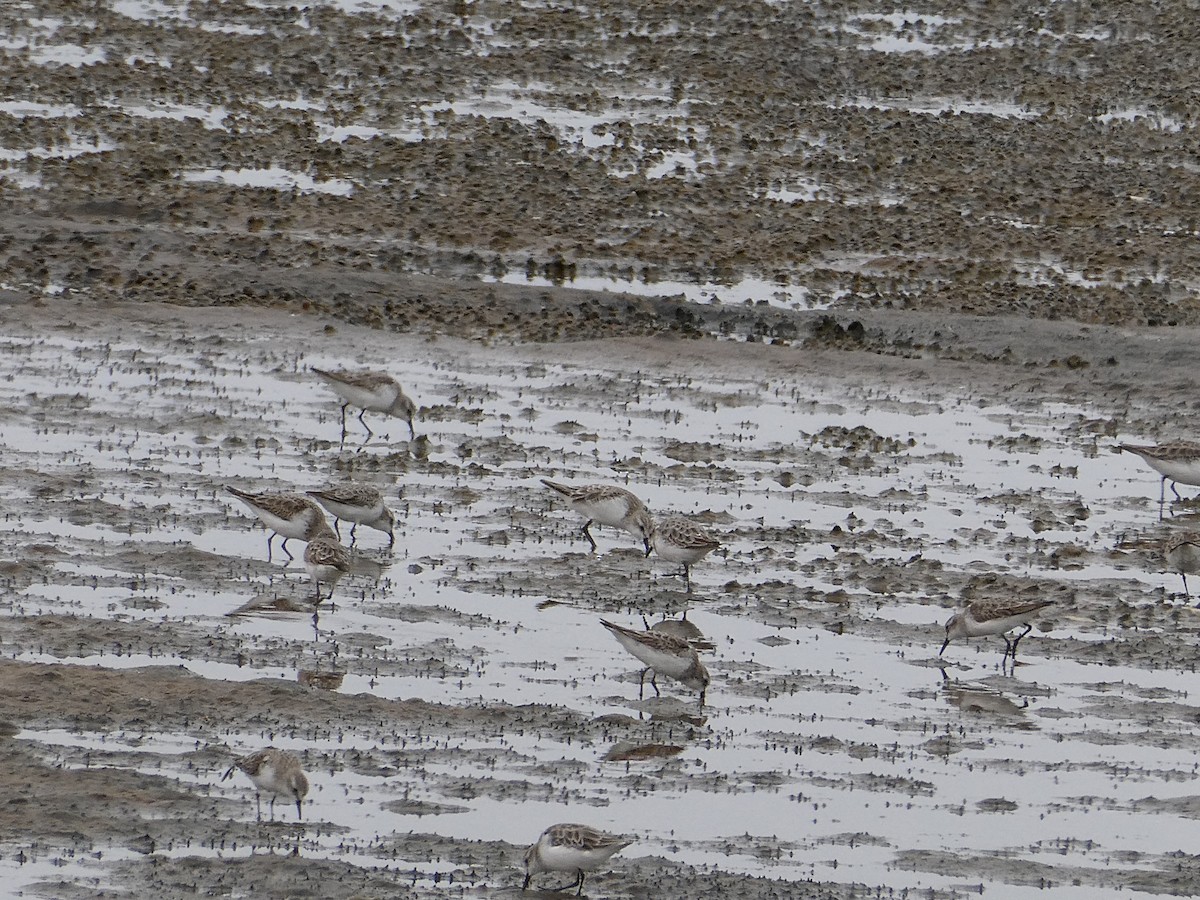 ヨーロッパトウネン - ML647458173