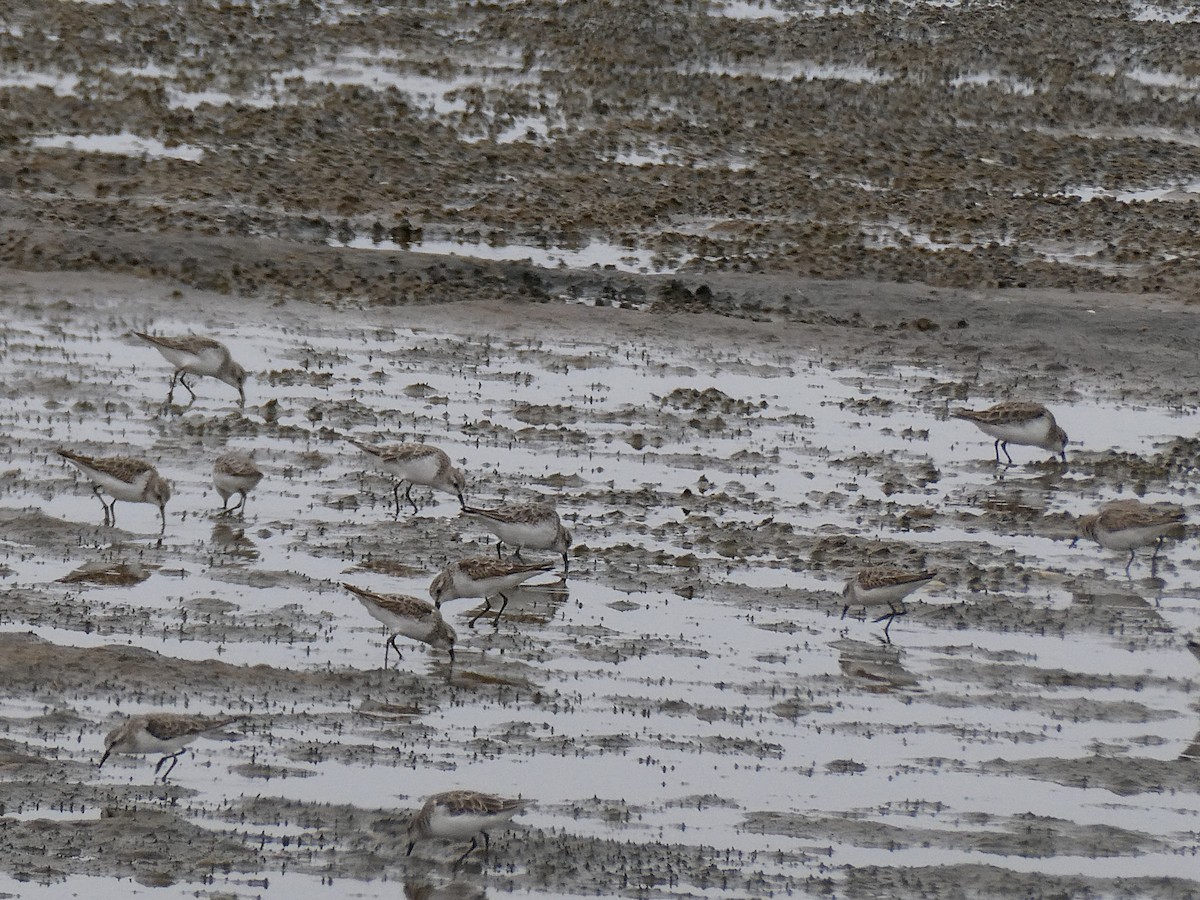 ヨーロッパトウネン - ML647458174