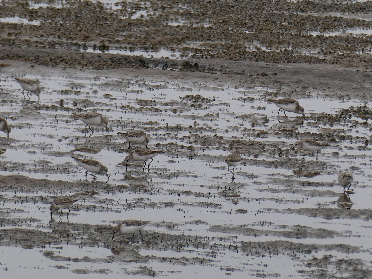 ヨーロッパトウネン - ML647458175