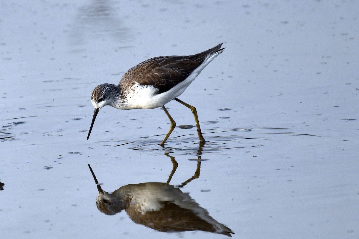 コアオアシシギ - ML647458176