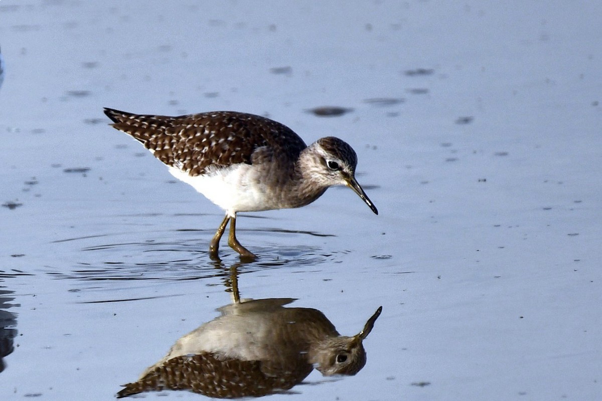 タカブシギ - ML647458177