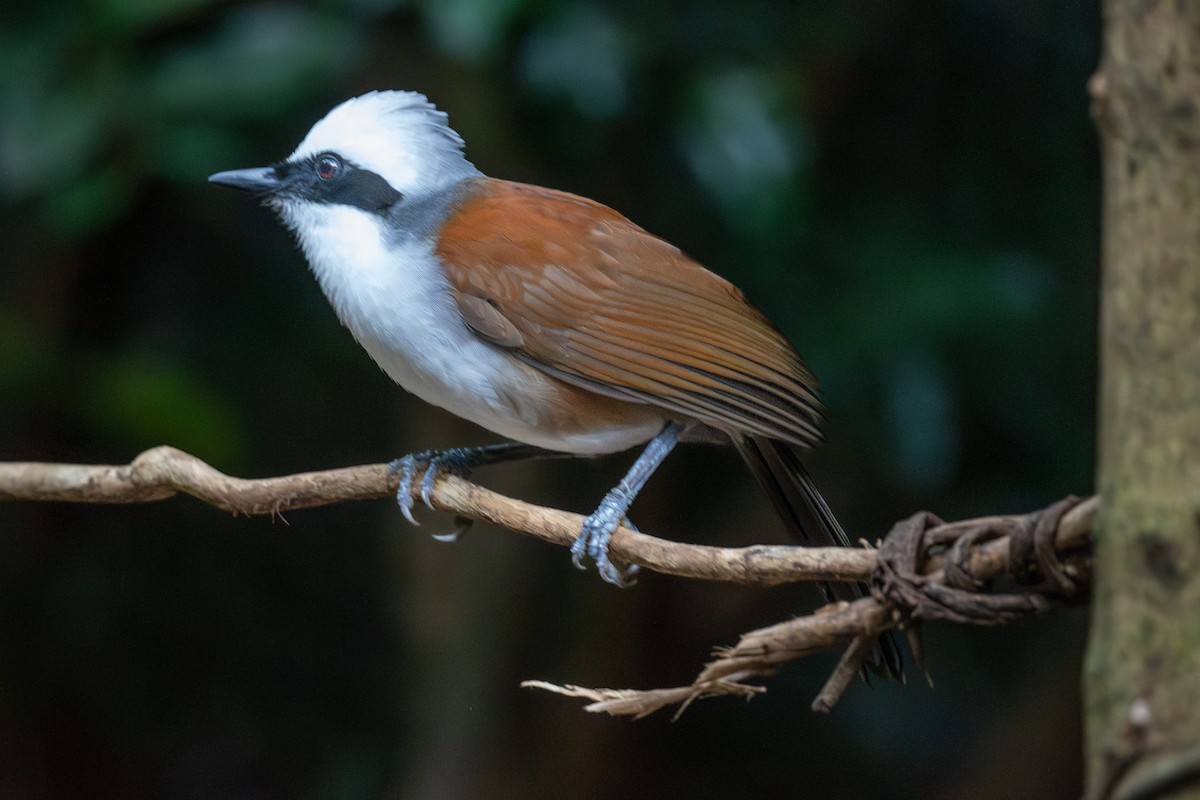 ハクオウチョウ - ML647458178