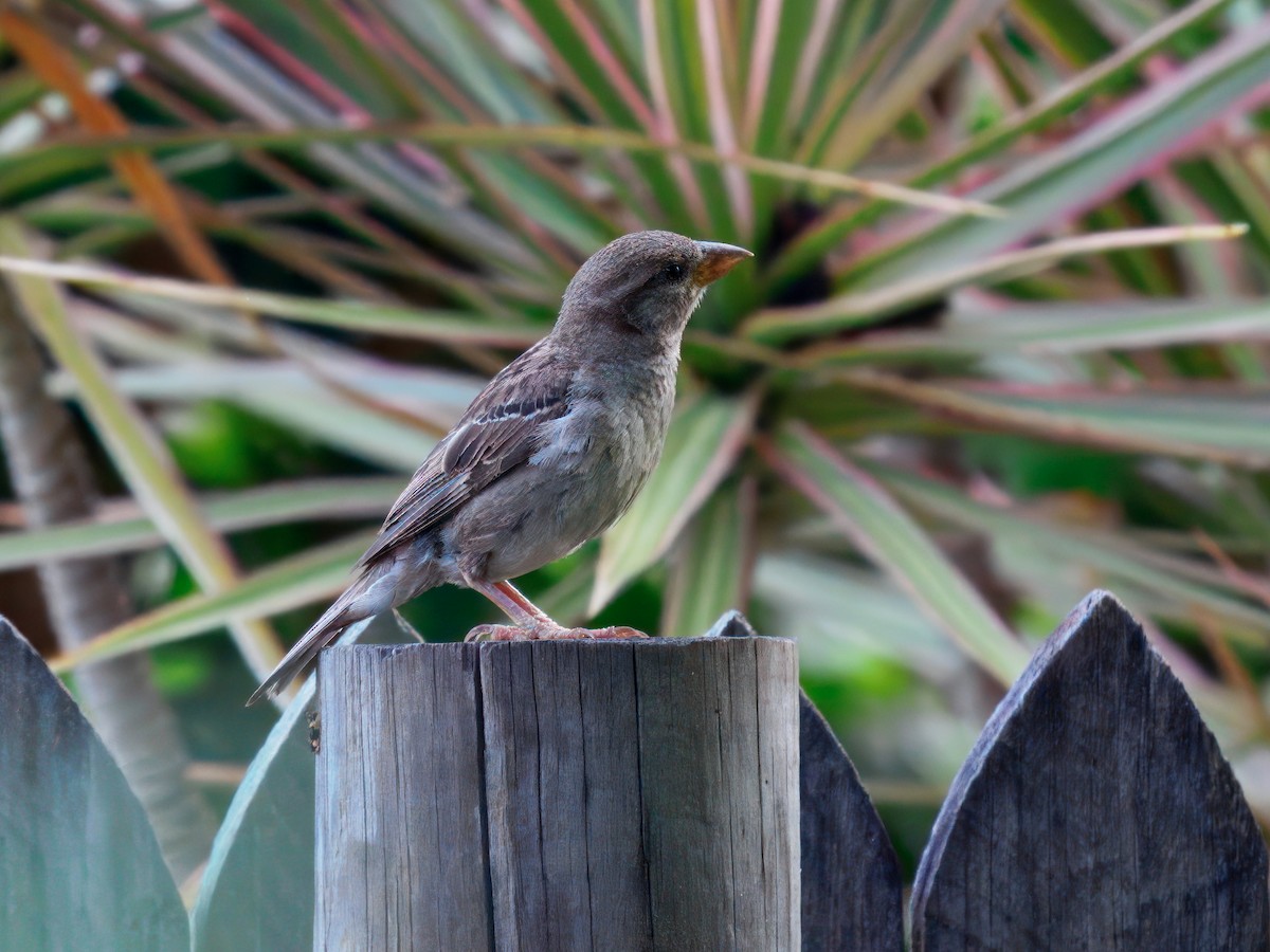 イエスズメ - ML647458179