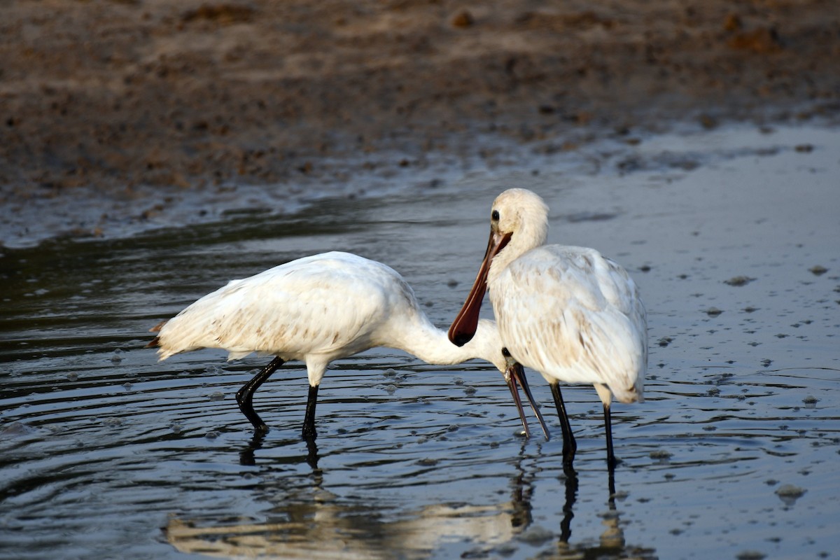 ヘラサギ - ML647458180