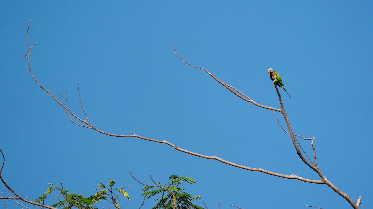 ダルマインコ - ML647458181