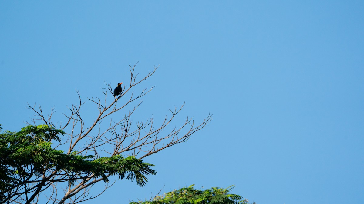 キュウカンチョウ - ML647458183