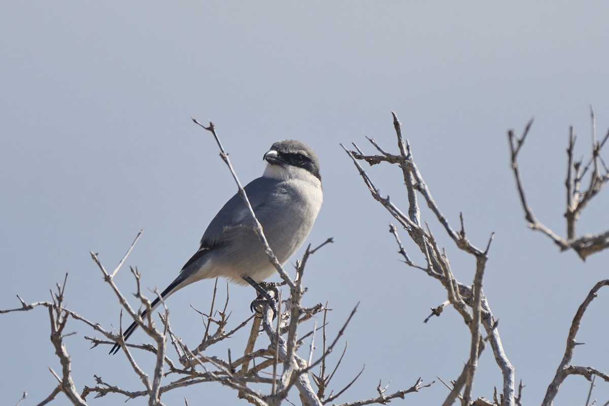 ヨーロッパオオモズ - ML647458185