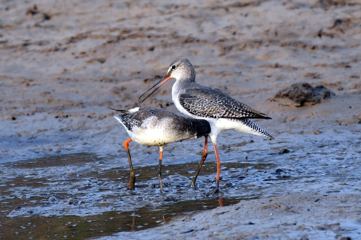 ツルシギ - ML647458186