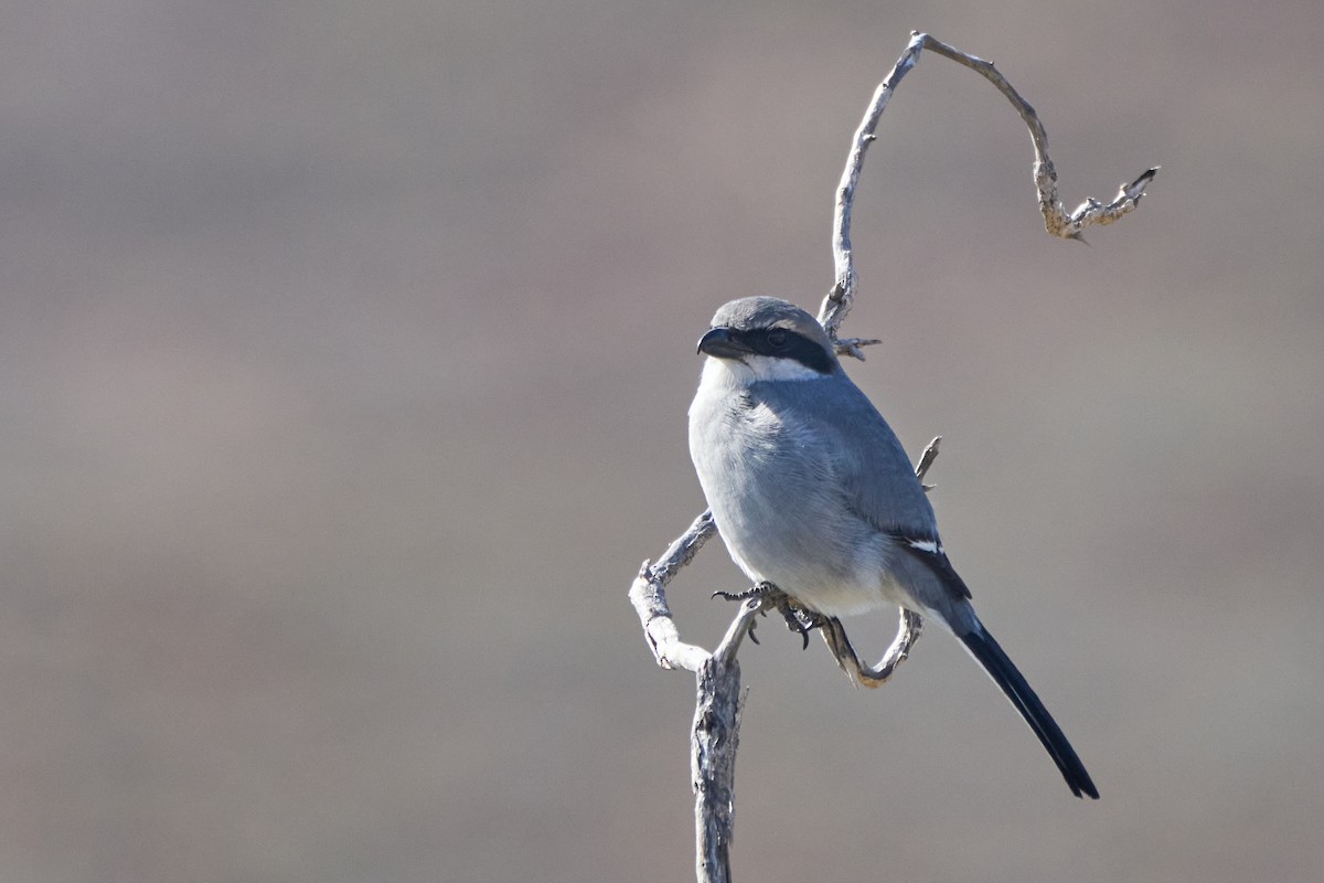 ヨーロッパオオモズ - ML647458187