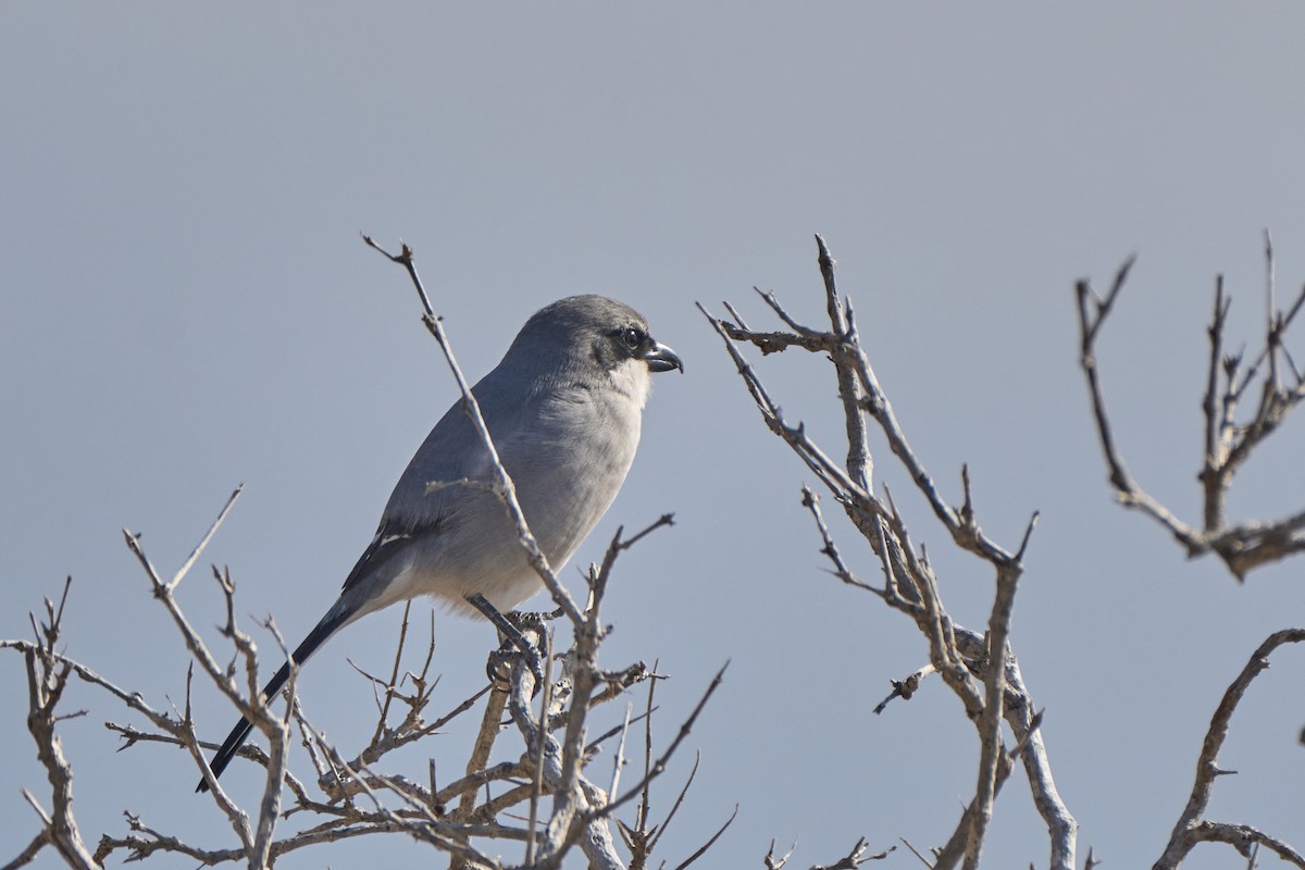 ヨーロッパオオモズ - ML647458188