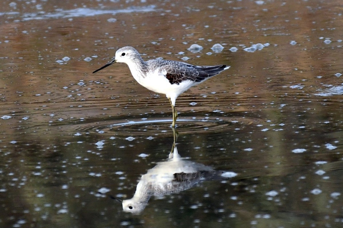 アオアシシギ - ML647458189