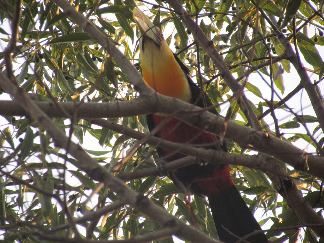 アオハシヒムネオオハシ - ML647458190