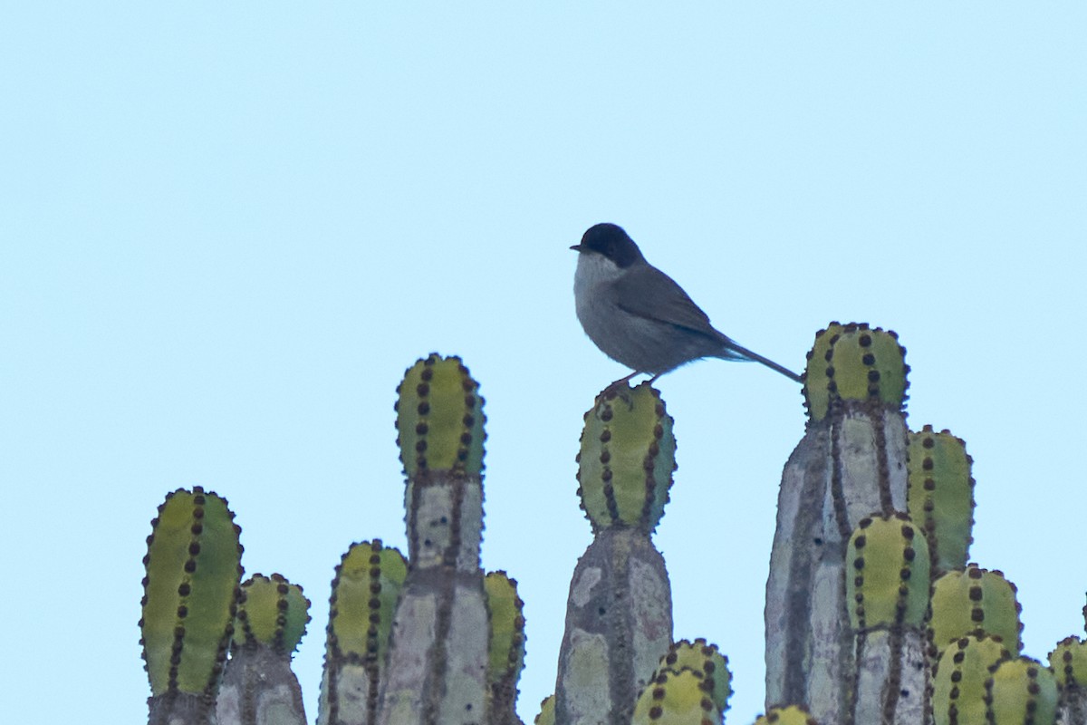 ズグロムシクイ - ML647458191