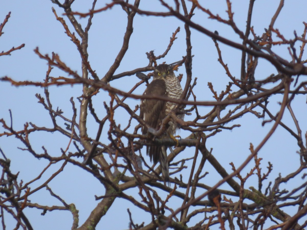 ハイタカ - ML647458192