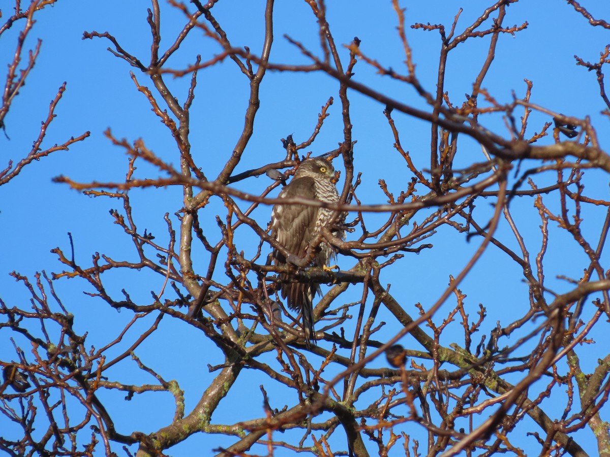 ハイタカ - ML647458193