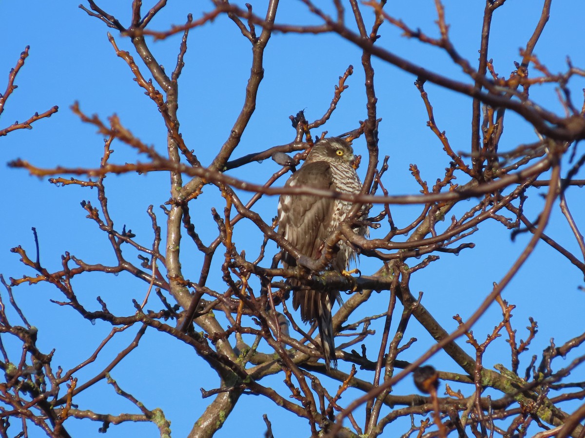 ハイタカ - ML647458194