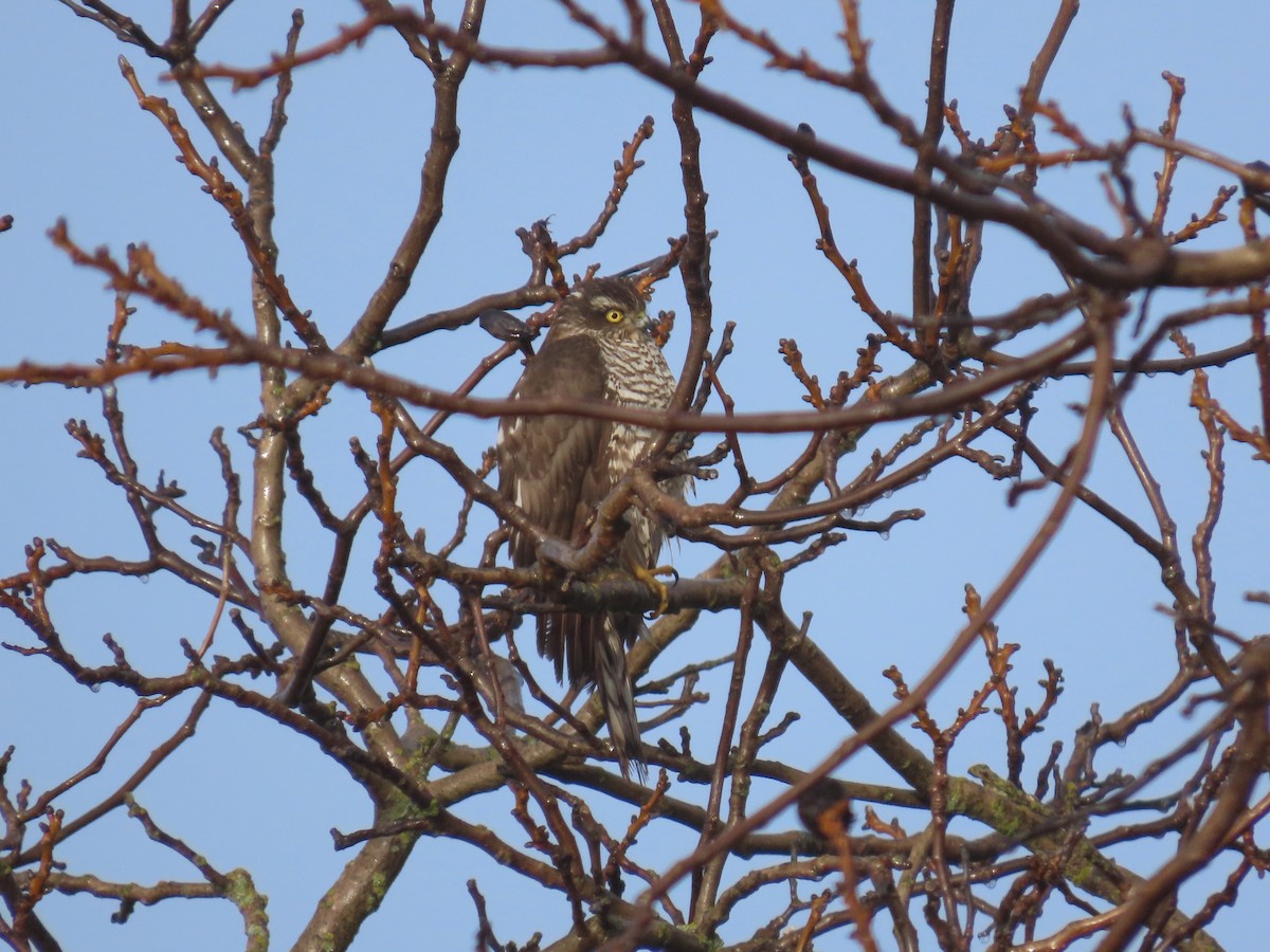 ハイタカ - ML647458195