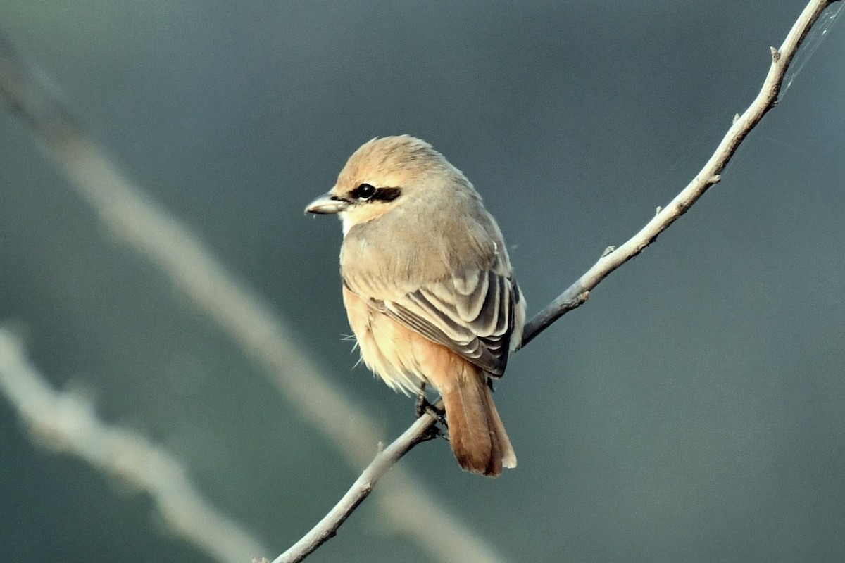 モウコアカモズ - ML647458196