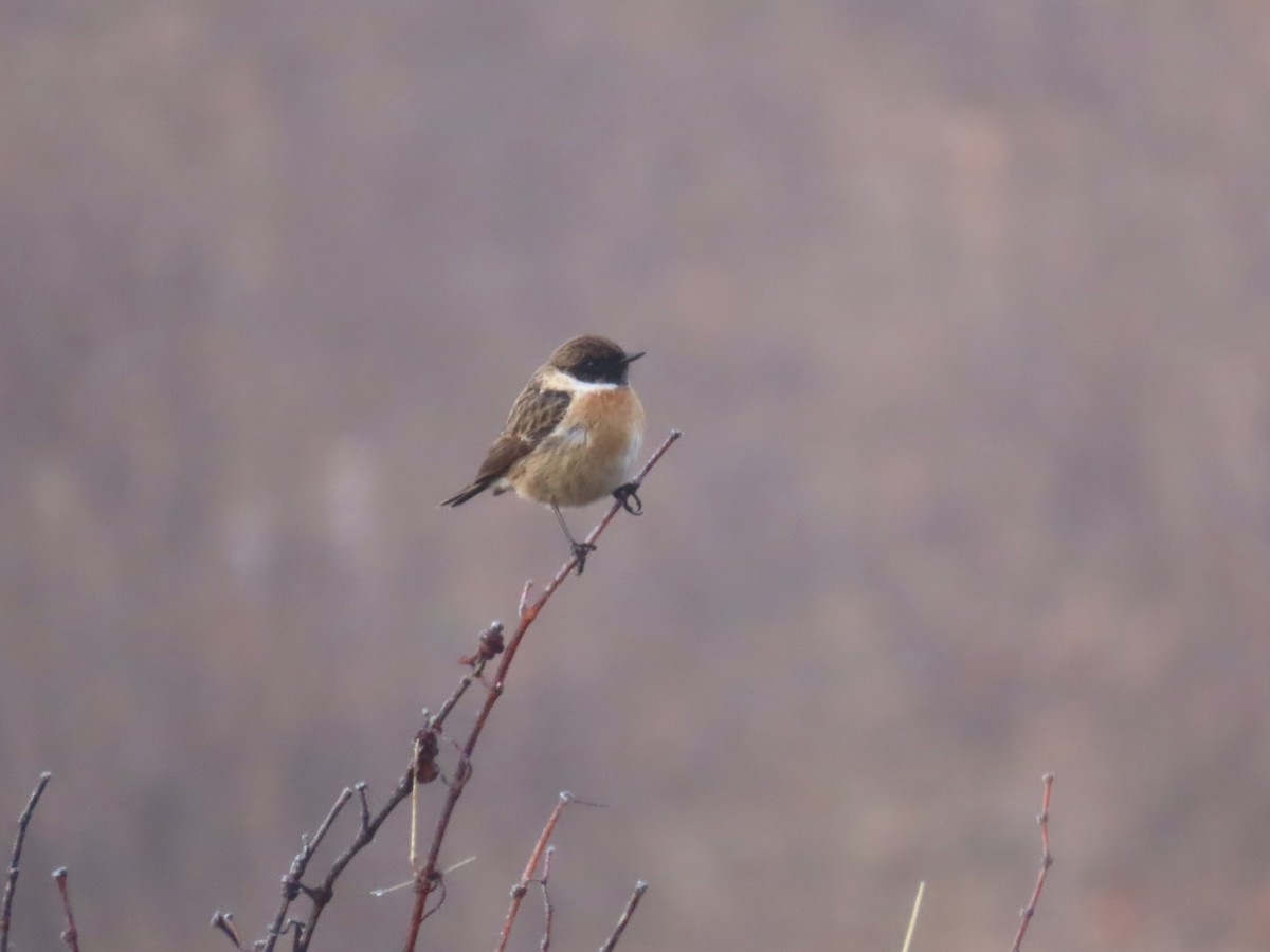 ヨーロッパノビタキ - ML647458197