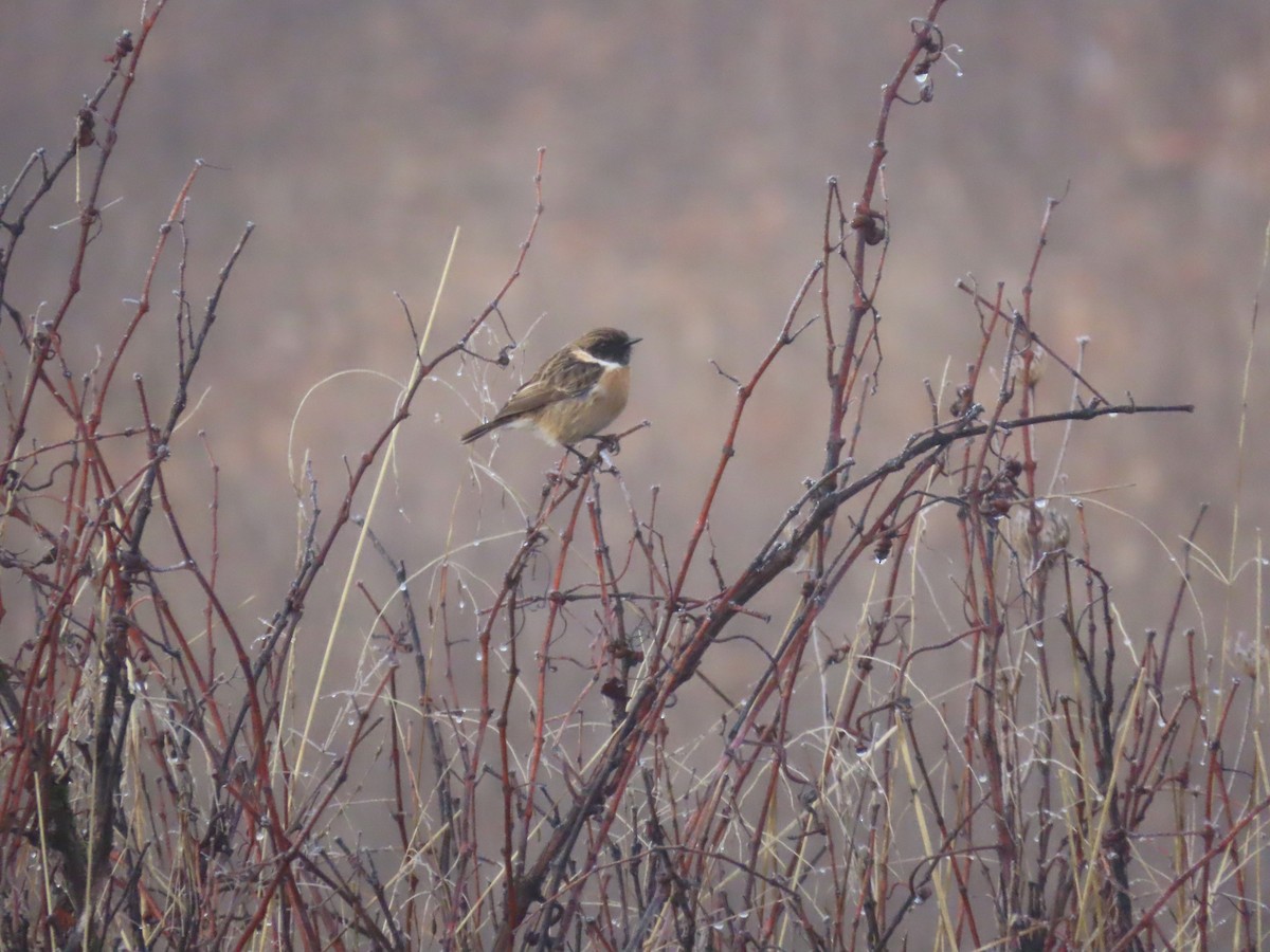 ヨーロッパノビタキ - ML647458198