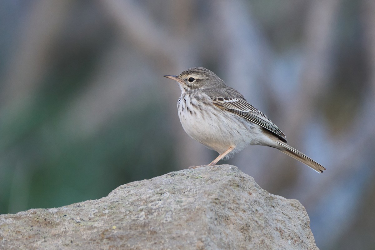 Berthelot's Pipit - ML647458201