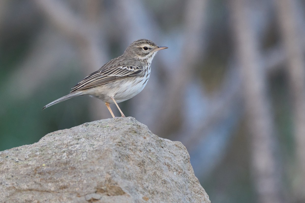 Berthelot's Pipit - ML647458202
