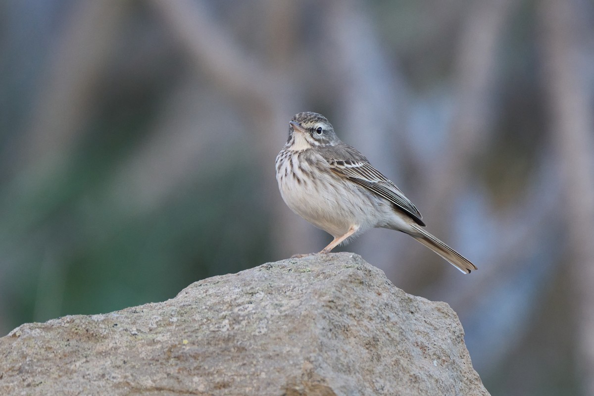 Berthelot's Pipit - ML647458203
