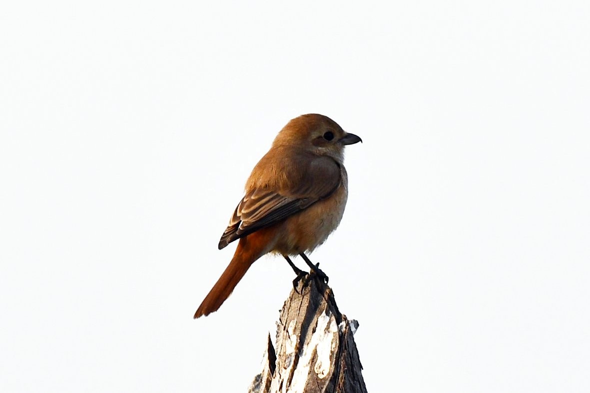 Averla isabellina - ML647458204