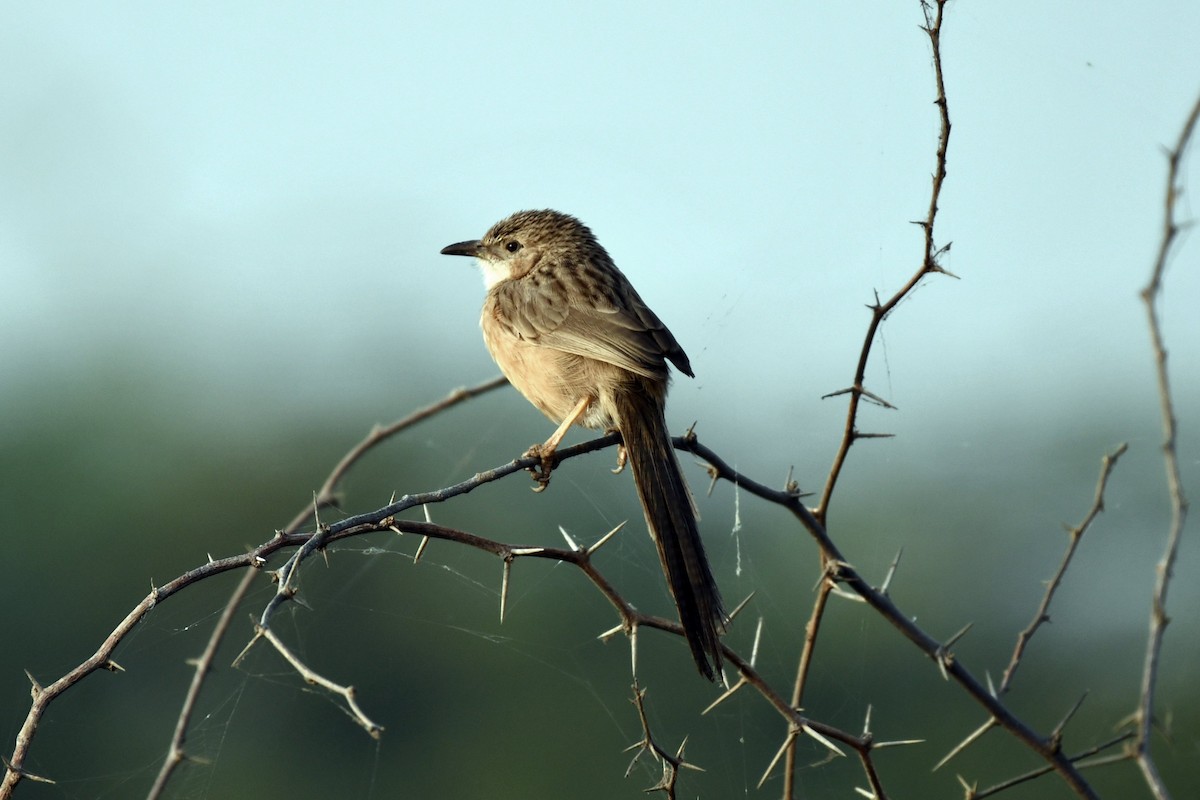 Common Babbler - ML647458206