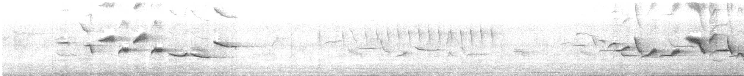 White-bellied Sholakili - ML647458207