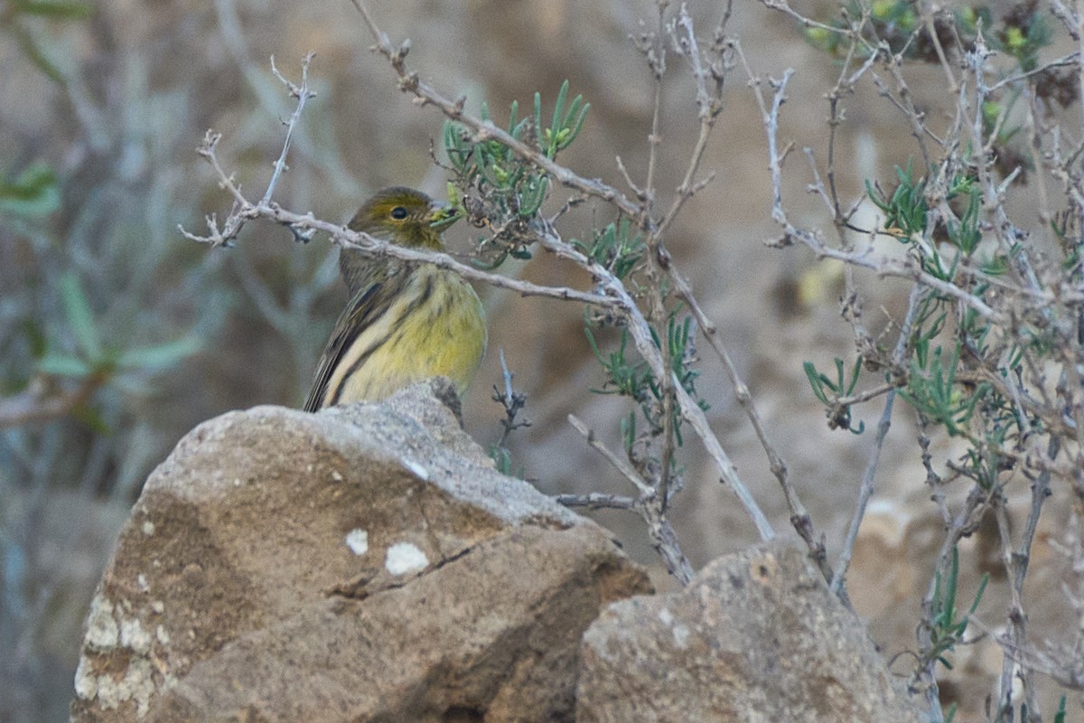 Canarino - ML647458209