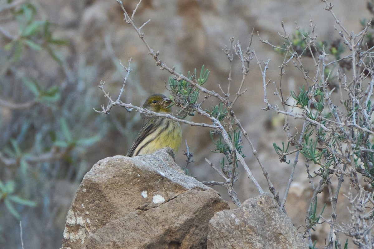 Canarino - ML647458210