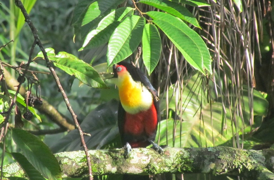 Red-breasted Toucan - ML647458212