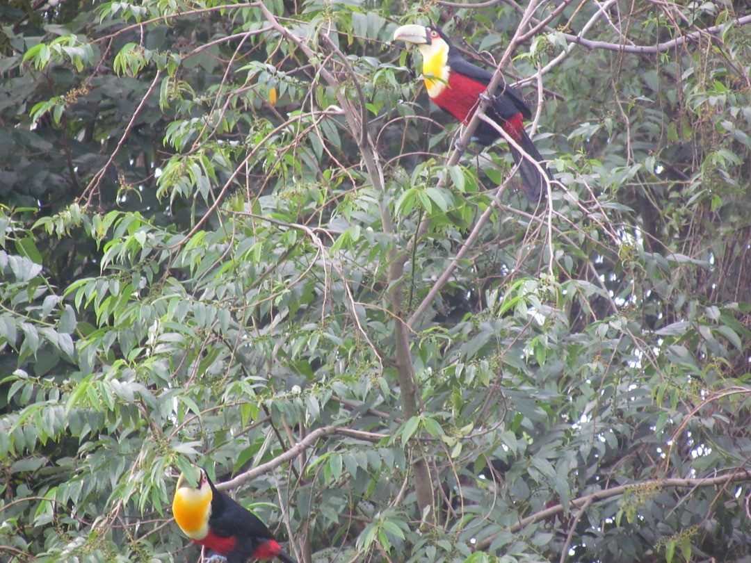 Red-breasted Toucan - ML647458213