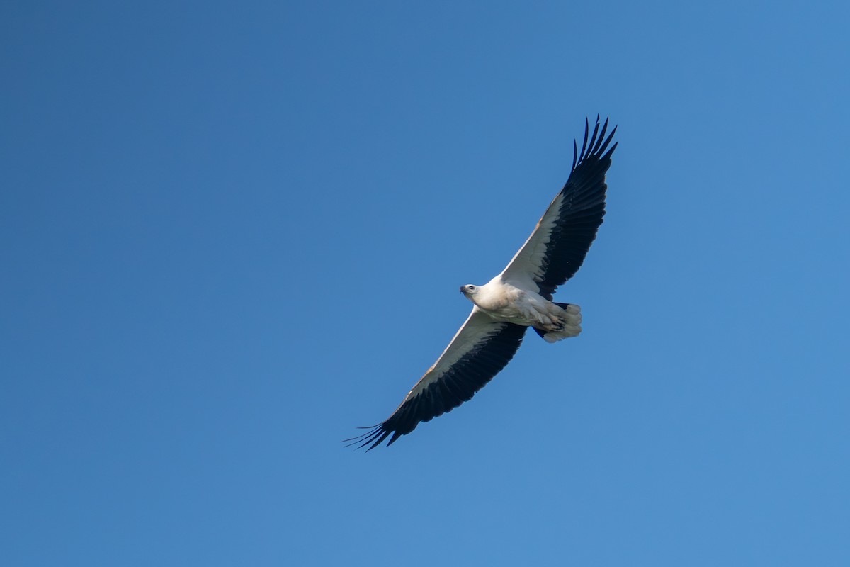 White-bellied Sea-Eagle - ML647458215