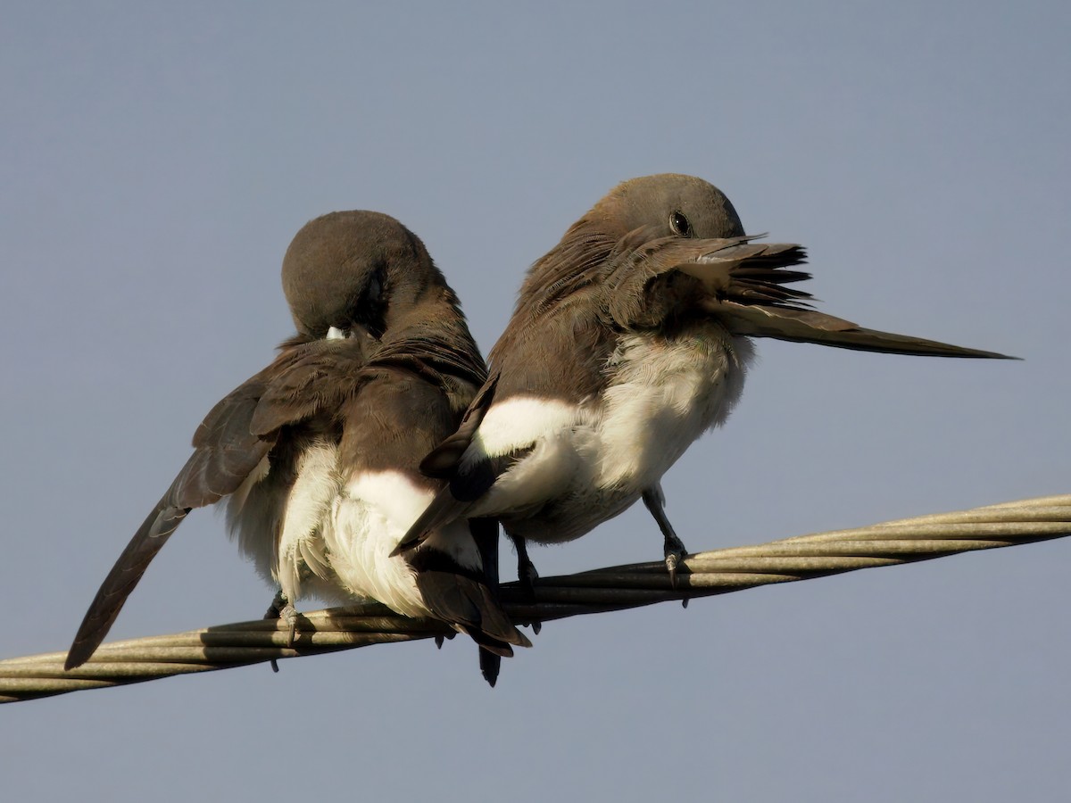 White-breasted Woodswallow - ML647458216