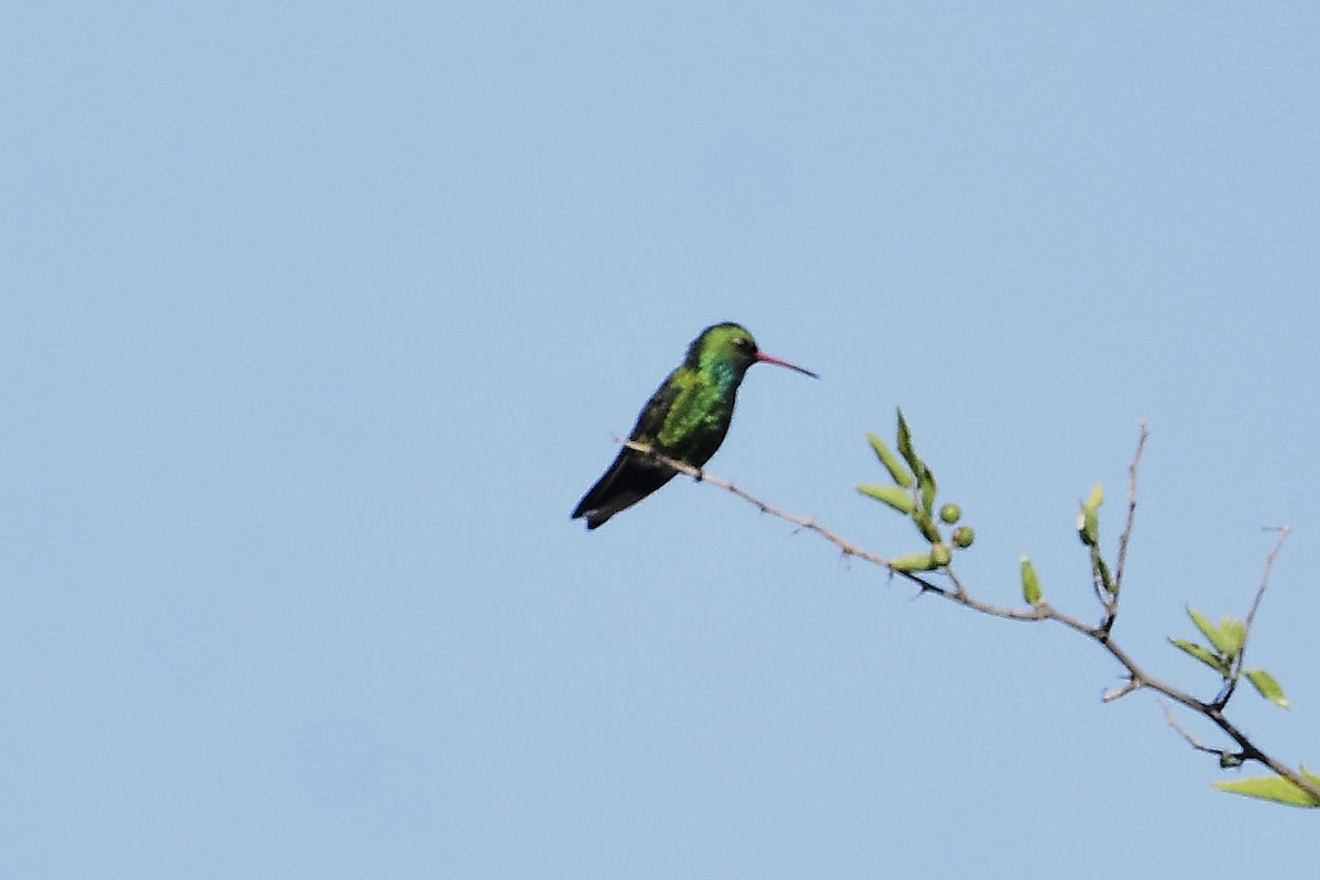 Glittering-bellied Emerald - ML647458217