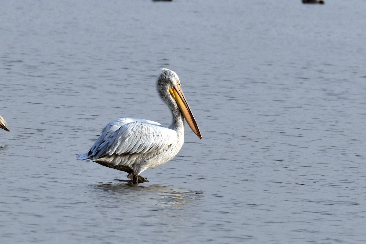 Pellicano riccio - ML647458218