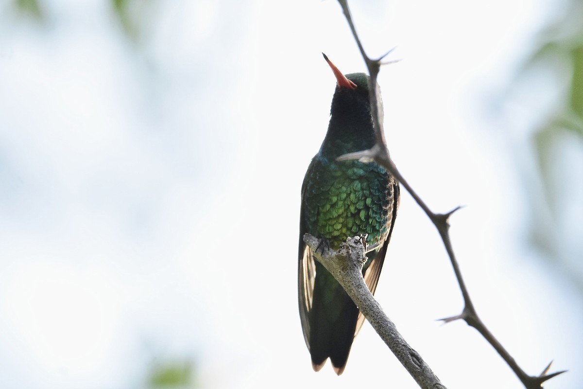 Glittering-bellied Emerald - ML647458219