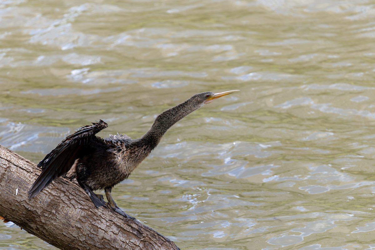Anhinga - ML647458220