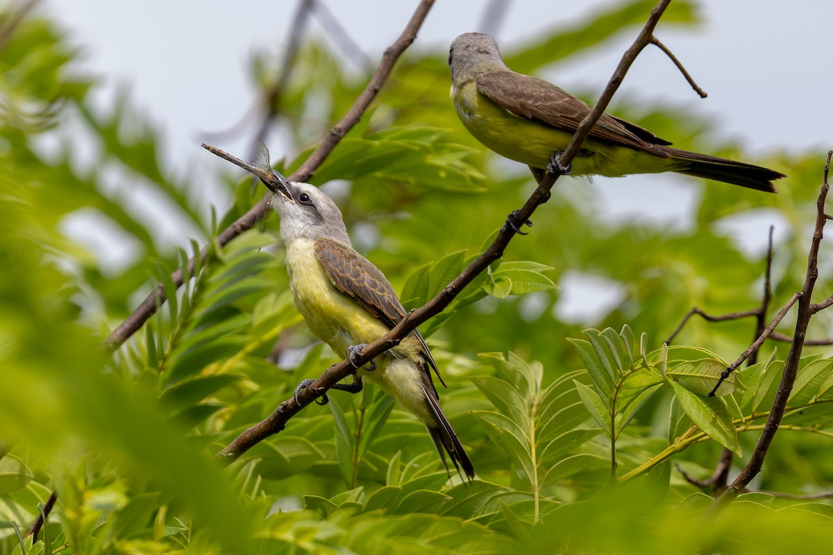 Trauerkönigstyrann - ML647458221