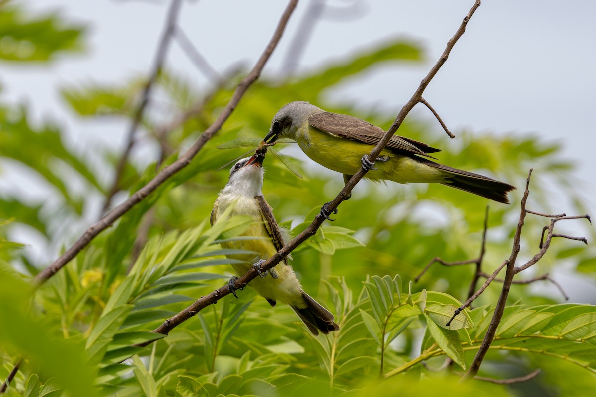 Tropical Kingbird - ML647458222