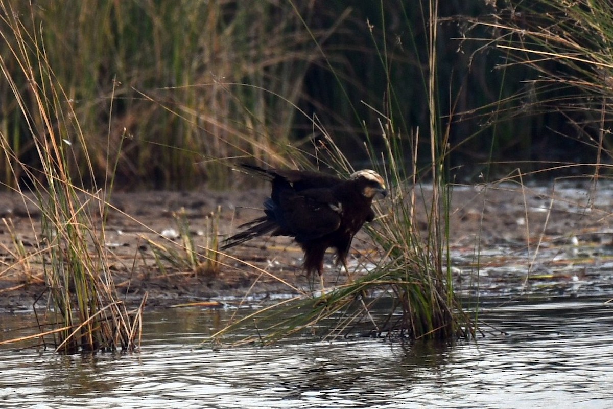 Falco di palude - ML647458223