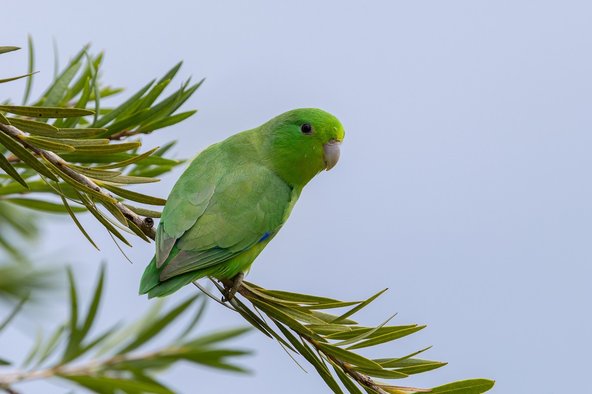 Cobalt-rumped Parrotlet - ML647458224