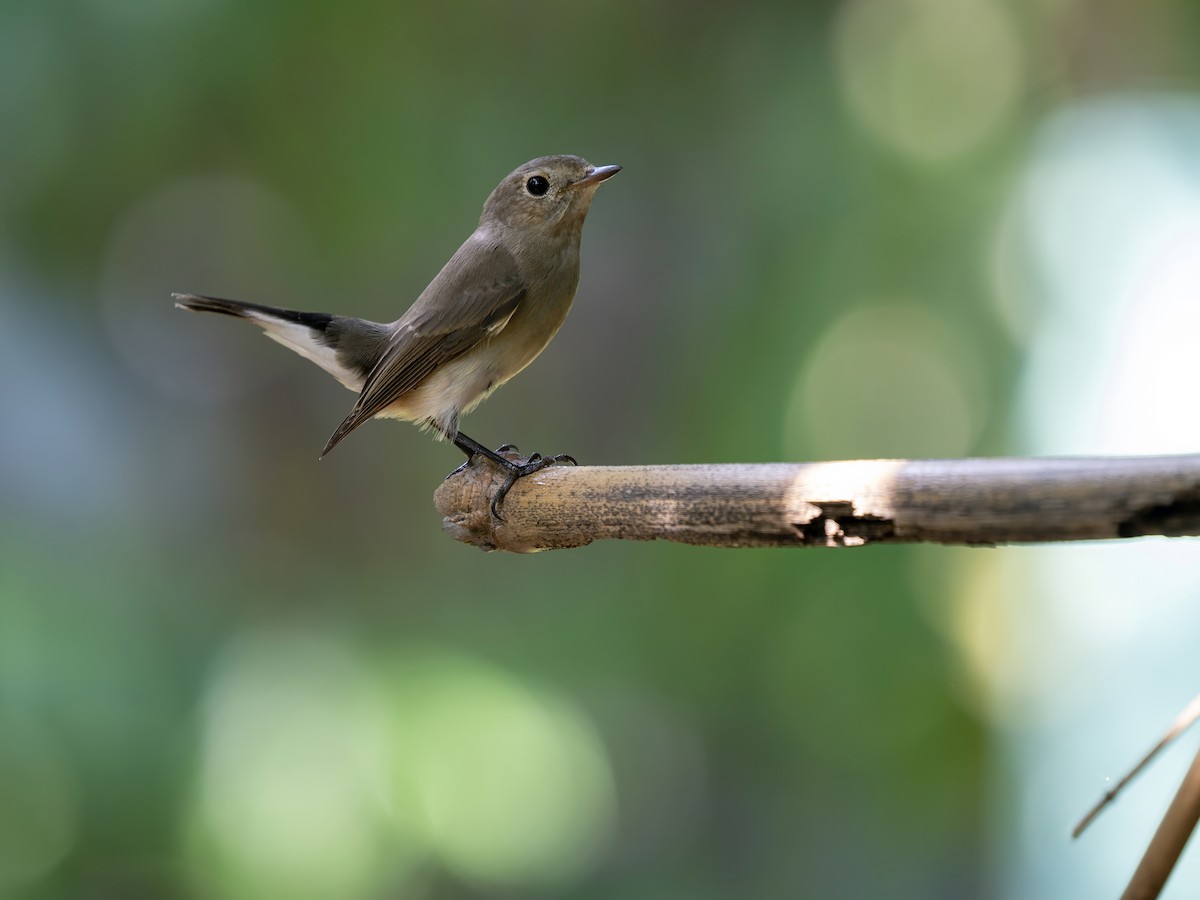 Taiga Flycatcher - ML647458225