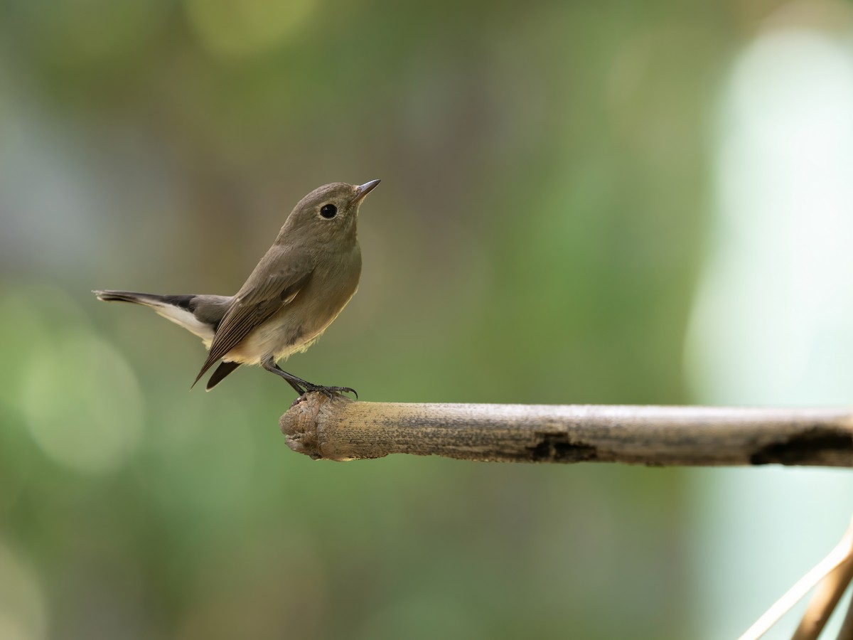 Taiga Flycatcher - ML647458226