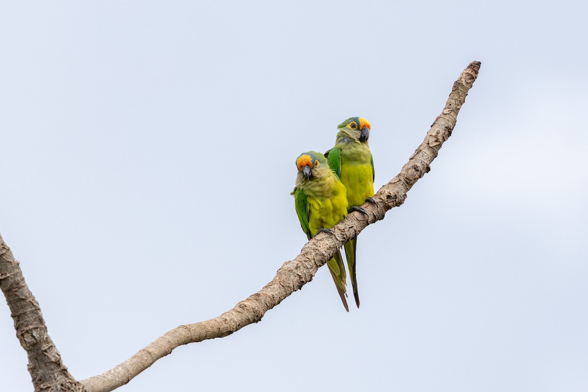 Peach-fronted Parakeet - ML647458227